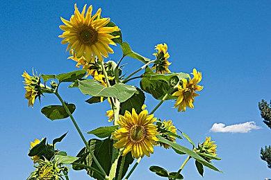 《英雄传说：黎之轨迹》公布Steam和PS5版战斗系统介绍短片