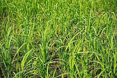 欢乐踢球大乱斗 《乌龙功夫球》发布上市宣传片